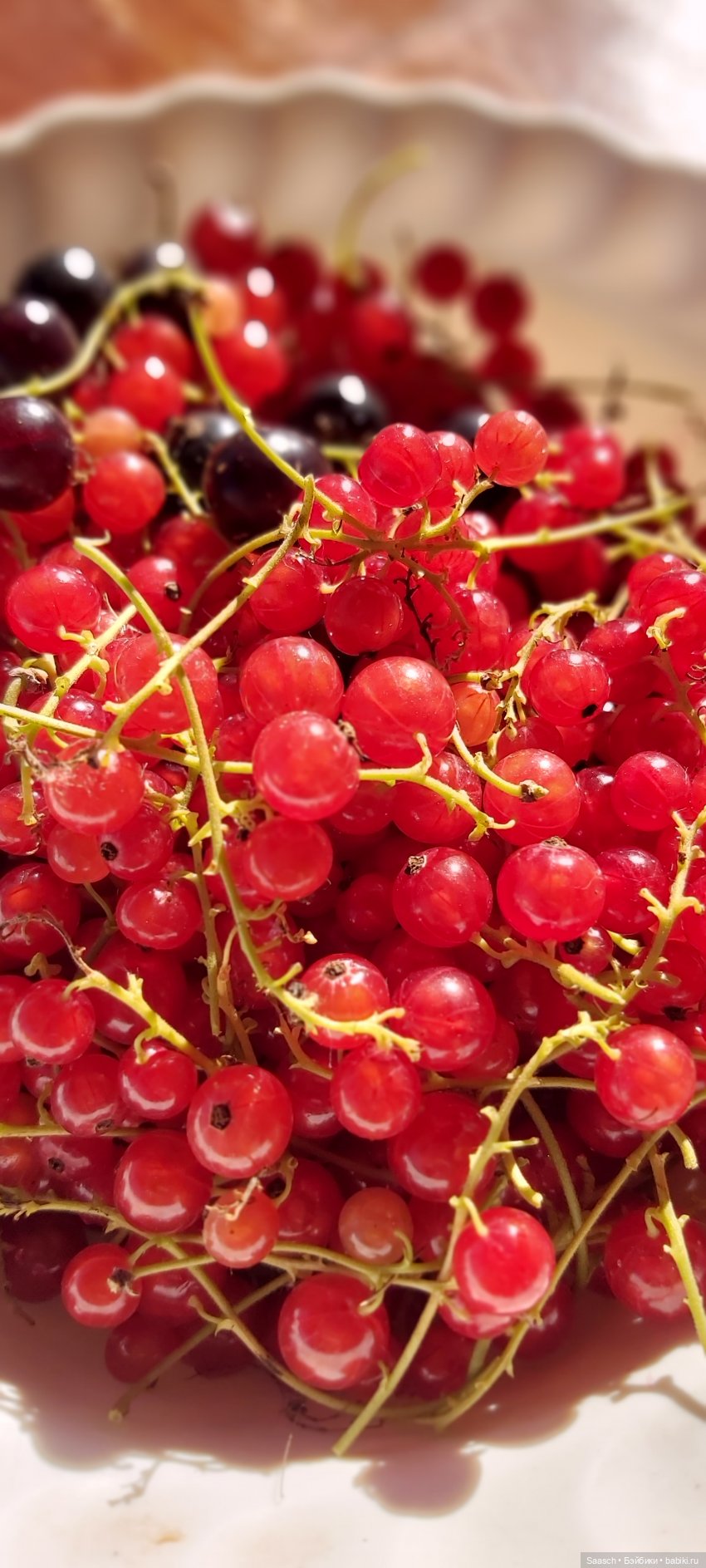 Ягодки для Дженни. Собираем урожай