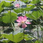 Цветение лотосов в дельте Волги.