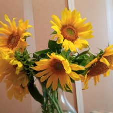 Подсолнухи. Или Солнечный Привет из августа 2021 года