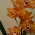 Не только куклы