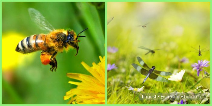 Есть где-то край чудес и дивных снов, где можно встретить Фею средь цветов! Кати - Цветочная Фея | Бэйбики Есть где-то край чудес и дивных снов, где можно встретить Фею средь цветов! Кати - Цветочная Фея