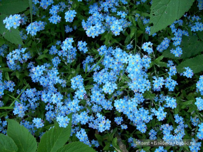 Есть где-то край чудес и дивных снов, где можно встретить Фею средь цветов! Кати - Цветочная Фея | Бэйбики Есть где-то край чудес и дивных снов, где можно встретить Фею средь цветов! Кати - Цветочная Фея