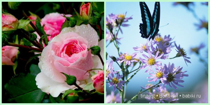 Есть где-то край чудес и дивных снов, где можно встретить Фею средь цветов! Кати - Цветочная Фея | Бэйбики Есть где-то край чудес и дивных снов, где можно встретить Фею средь цветов! Кати - Цветочная Фея