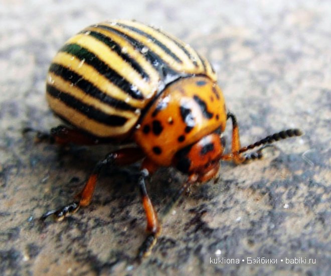 Дачные дни отпуска. Часть 1. Mareike Kidz ‘n’ Cats, Sonja Hartmann
