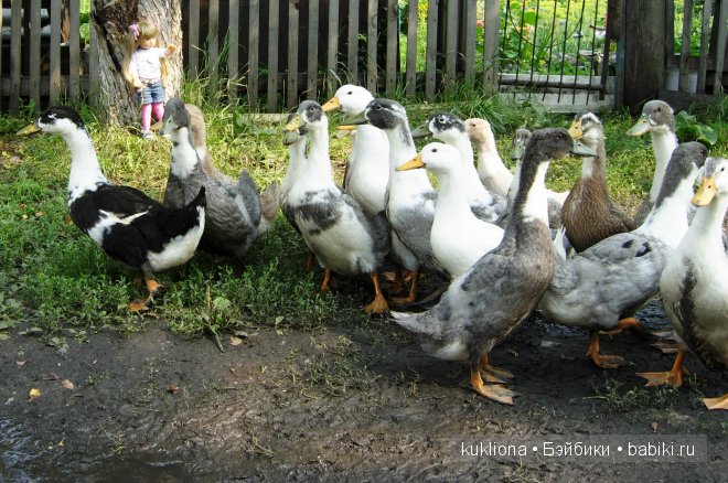 Сон в руку! Отпуск. Mareike Kidz ‘n’ Cats, Sonja Hartmann
