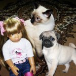 Сон в руку! Отпуск. Mareike Kidz ‘n’ Cats, Sonja Hartmann