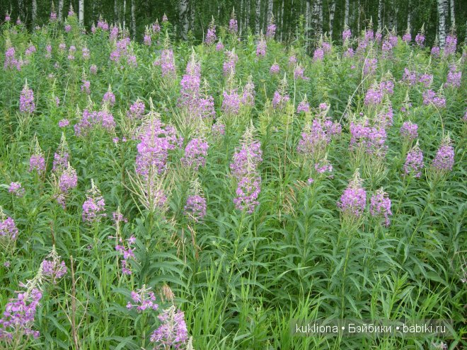 Марейка и полевые цветы. Кукла Mareike Kidz‘n’Cats, Sonja Hartmann (фото 2)