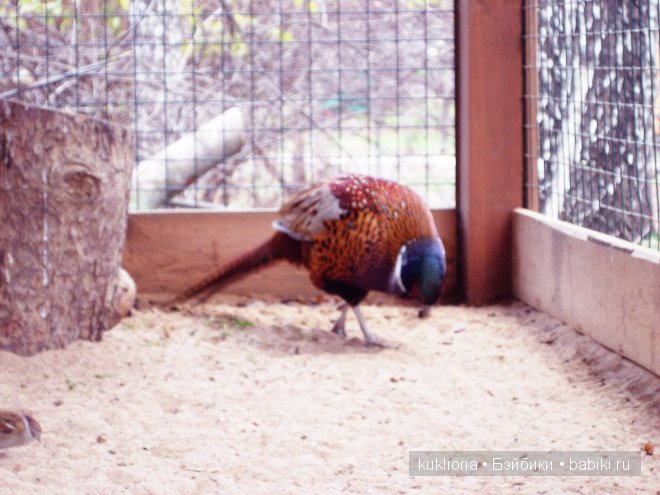 Марейка на Воробьевых горах. Часть 3. "Про петуха, курицу, фазана, его жену, их дитё, ..." Кукла Mareike Kidz‘n’Cats, Sonja