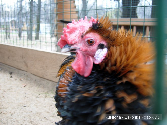 Марейка на Воробьевых горах. Часть 3. "Про петуха, курицу, фазана, его жену, их дитё, ..." Кукла Mareike Kidz‘n’Cats, Sonja