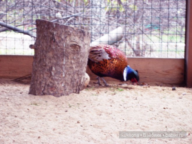 Марейка на Воробьевых горах. Часть 3. "Про петуха, курицу, фазана, его жену, их дитё, ..." Кукла Mareike Kidz‘n’Cats, Sonja