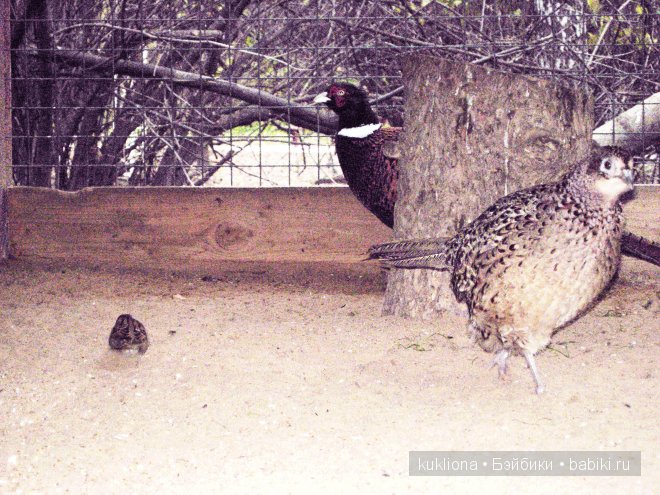 Марейка на Воробьевых горах. Часть 3. "Про петуха, курицу, фазана, его жену, их дитё, ..." Кукла Mareike Kidz‘n’Cats, Sonja