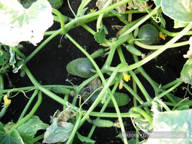 Во саду ли, в огороде. Стефания собирает урожай. Кукла Ханна на прогулке 2012 Gotz Hanna and her dog | Бэйбики Во саду ли, в огороде. Стефания собирает урожай. Кукла Ханна на прогулке 2012 Gotz Hanna and her dog