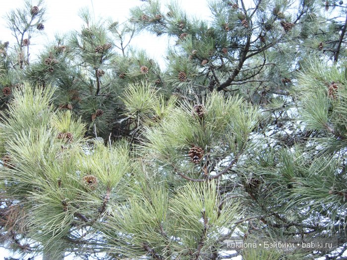 Когда сбываются новогодние желания или как Марейка поехала к морю. Кукла Mareike Kidz‘n’Cats, Sonja Hartmann | Бэйбики Когда сбываются новогодние желания или как Марейка поехала к морю. Кукла Mareike Kidz‘n’Cats, Sonja Hartmann