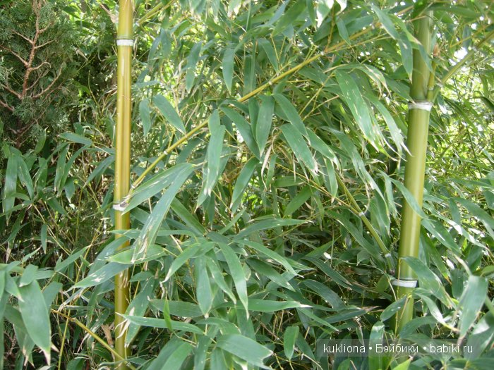 Марейка в Ялте. Когда сбываются новогодние желания. Кукла Mareike Kidz‘n’Cats, Sonja Hartmann