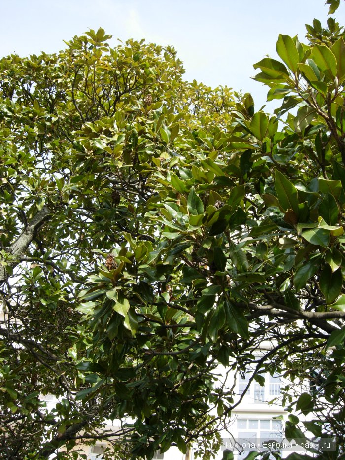 Марейка в Ялте. Когда сбываются новогодние желания. Кукла Mareike Kidz‘n’Cats, Sonja Hartmann (фото 10)