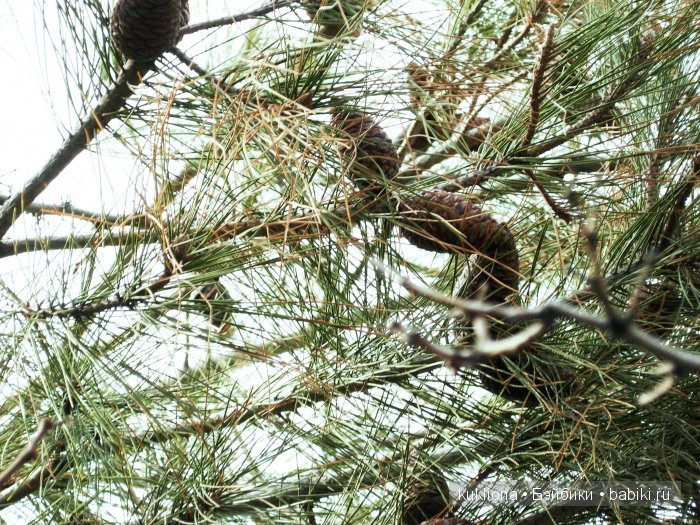 Марейка в Ялте. Когда сбываются новогодние желания. Кукла Mareike Kidz‘n’Cats, Sonja Hartmann (фото 7)