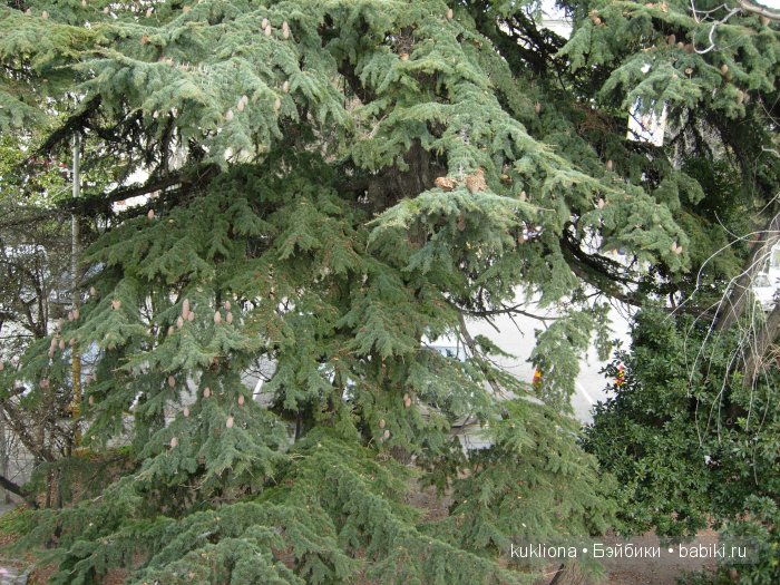 Марейка в Ялте. Когда сбываются новогодние желания. Кукла Mareike Kidz‘n’Cats, Sonja Hartmann