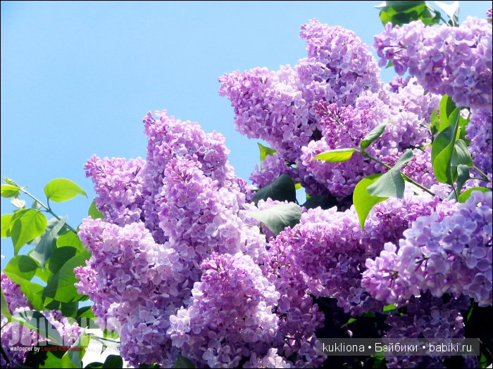 А мне фиолетово! Мои первые платья для куклы Наташи Minouche от Sylvia Natterer | Бэйбики А мне фиолетово! Мои первые платья для куклы Наташи Minouche от Sylvia Natterer