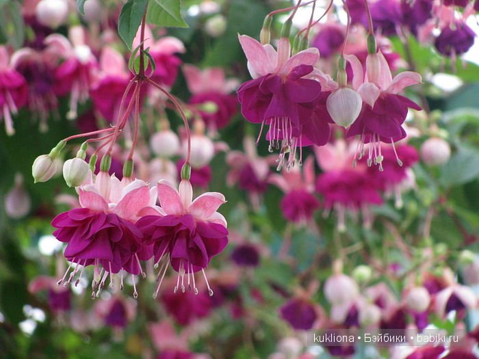 А мне фиолетово! Еще платья для куклы Наташи Minouche от Sylvia Natterer | Бэйбики А мне фиолетово! Еще платья для куклы Наташи Minouche от Sylvia Natterer (фото 7)