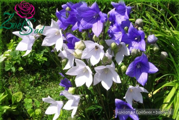 А мне фиолетово! Еще платья для куклы Наташи Minouche от Sylvia Natterer | Бэйбики А мне фиолетово! Еще платья для куклы Наташи Minouche от Sylvia Natterer