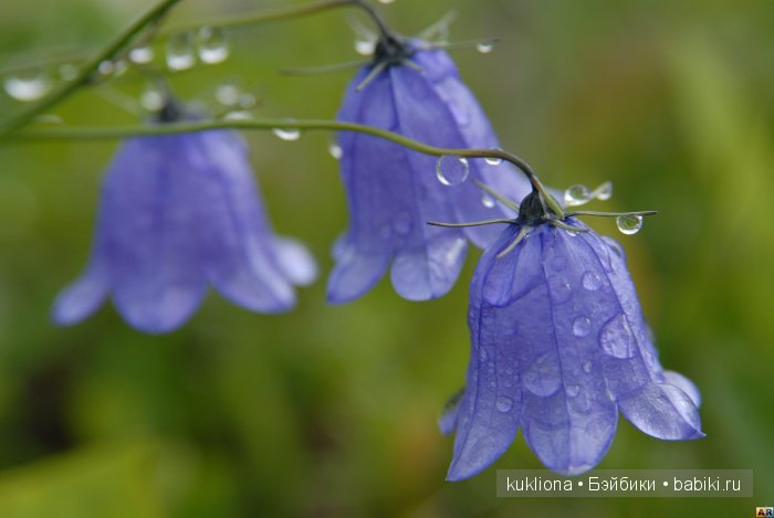 А мне фиолетово! Еще платья для куклы Наташи Minouche от Sylvia Natterer | Бэйбики А мне фиолетово! Еще платья для куклы Наташи Minouche от Sylvia Natterer