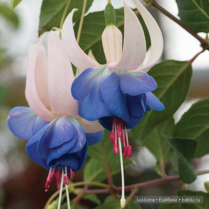 А мне фиолетово! Еще платья для куклы Наташи Minouche от Sylvia Natterer | Бэйбики А мне фиолетово! Еще платья для куклы Наташи Minouche от Sylvia Natterer