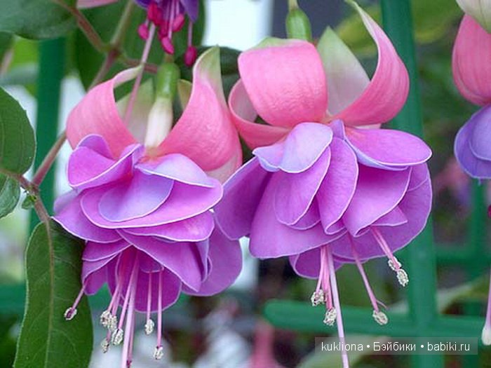 А мне фиолетово! Еще платья для куклы Наташи Minouche от Sylvia Natterer | Бэйбики А мне фиолетово! Еще платья для куклы Наташи Minouche от Sylvia Natterer (фото 5)