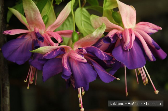 А мне фиолетово! Еще платья для куклы Наташи Minouche от Sylvia Natterer | Бэйбики А мне фиолетово! Еще платья для куклы Наташи Minouche от Sylvia Natterer (фото 9)