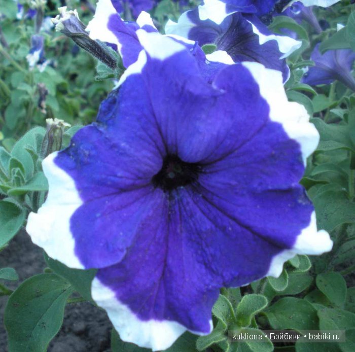 А мне фиолетово! Еще платья для куклы Наташи Minouche от Sylvia Natterer | Бэйбики А мне фиолетово! Еще платья для куклы Наташи Minouche от Sylvia Natterer