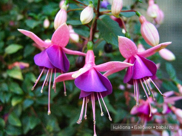 А мне фиолетово! Еще платья для куклы Наташи Minouche от Sylvia Natterer | Бэйбики А мне фиолетово! Еще платья для куклы Наташи Minouche от Sylvia Natterer