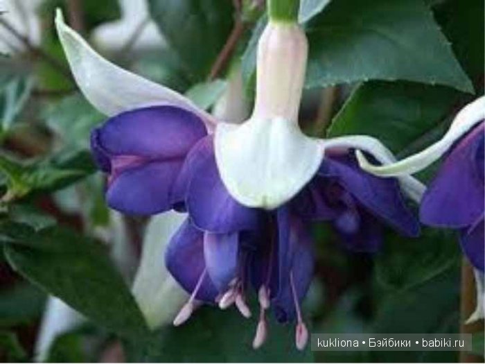 А мне фиолетово! Еще платья для куклы Наташи Minouche от Sylvia Natterer | Бэйбики А мне фиолетово! Еще платья для куклы Наташи Minouche от Sylvia Natterer