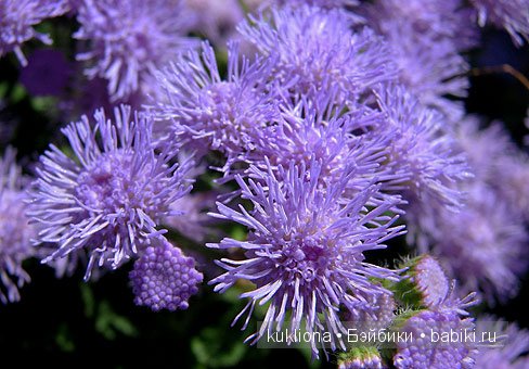 Магия сиреневого. Новые вязалочки для хуанчиков.Куклы от Antonio Juan | Бэйбики Магия сиреневого. Новые вязалочки для хуанчиков.Куклы от Antonio Juan