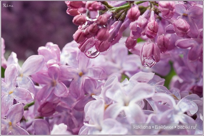 Магия сиреневого. Новые вязалочки для хуанчиков.Куклы от Antonio Juan | Бэйбики Магия сиреневого. Новые вязалочки для хуанчиков.Куклы от Antonio Juan