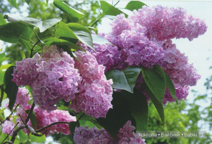 Магия сиреневого. Новые вязалочки для хуанчиков.Куклы от Antonio Juan | Бэйбики Магия сиреневого. Новые вязалочки для хуанчиков.Куклы от Antonio Juan