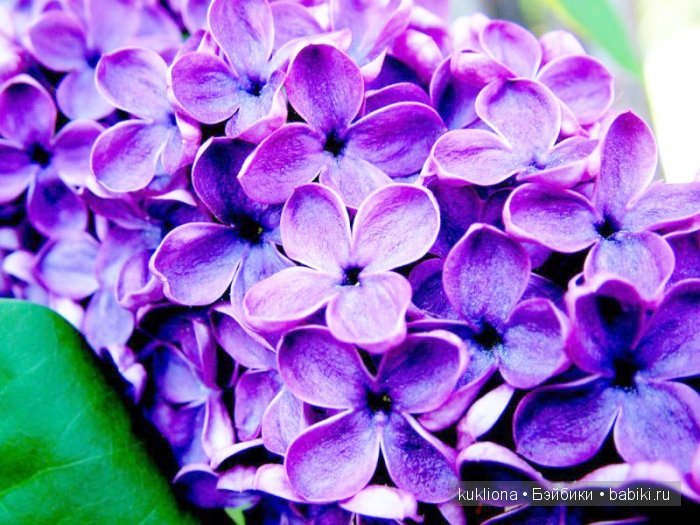 Магия сиреневого. Новые вязалочки для хуанчиков.Куклы от Antonio Juan | Бэйбики Магия сиреневого. Новые вязалочки для хуанчиков.Куклы от Antonio Juan