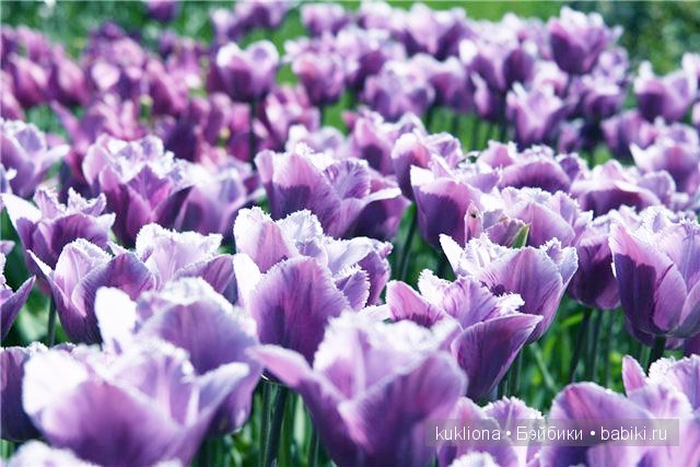 Магия сиреневого. Новые вязалочки для хуанчиков.Куклы от Antonio Juan | Бэйбики Магия сиреневого. Новые вязалочки для хуанчиков.Куклы от Antonio Juan