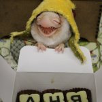 Hello Teddy 2015. Наши любимые и талантливые девочки! Аннушка Дьяконова и Катрин Лукашук!