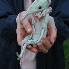 Крыски Крыски