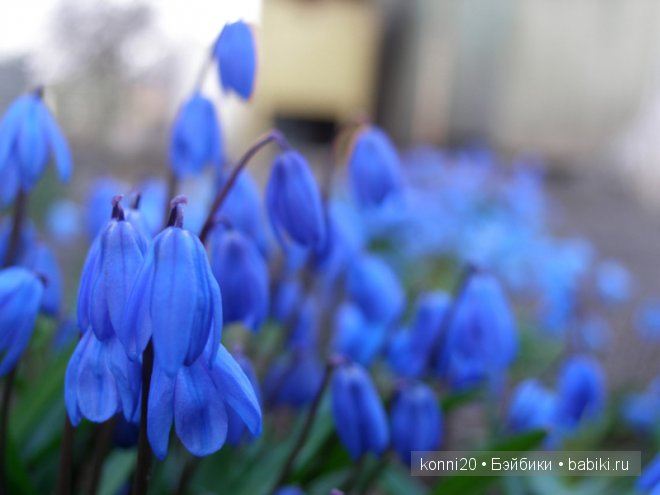 подснежники