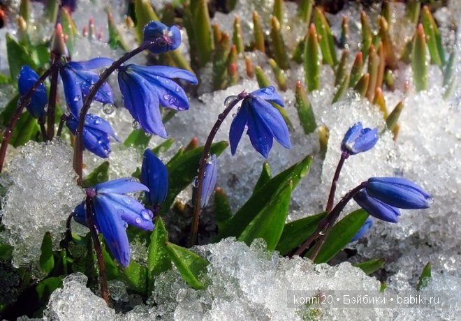 подснежники