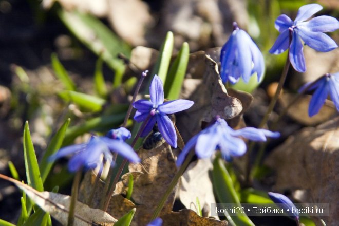 подснежники