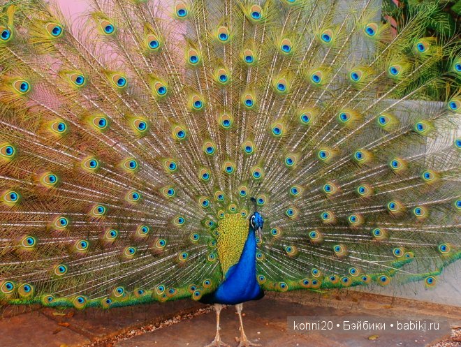 АХ Куба - ЛЮБОВЬ моя! Мы едем в ГАВАНУ