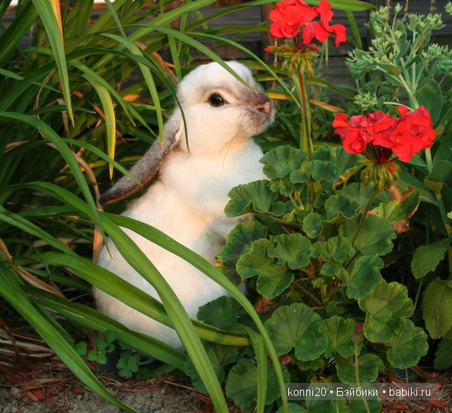 Настоящие зверьки? - НЕТ из войлока! - реальные малыши валянием от мастера Stevi T из Пенсильвании (фото 6)