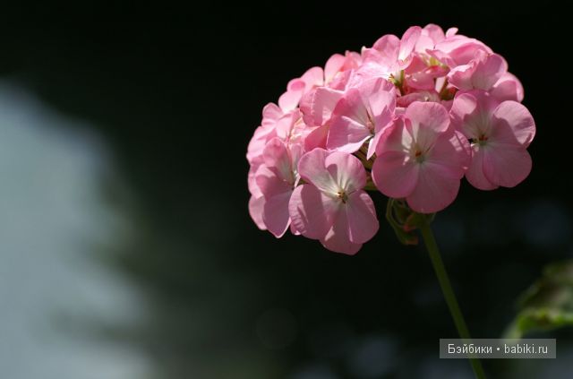 Королевский наряд для моей Паолочки-Леонор | Бэйбики Королевский наряд для моей Паолочки-Леонор