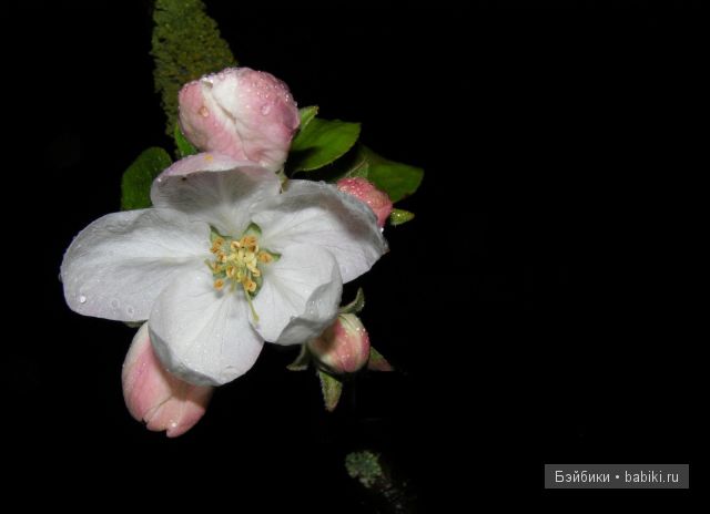 нежный цветок нежный цветок