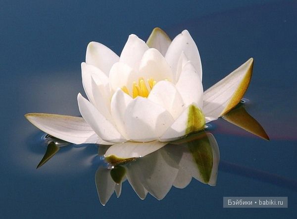 Лотос для Джолинки