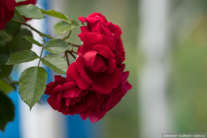 Беларусь синеокая: путешествие в Брестскую крепость