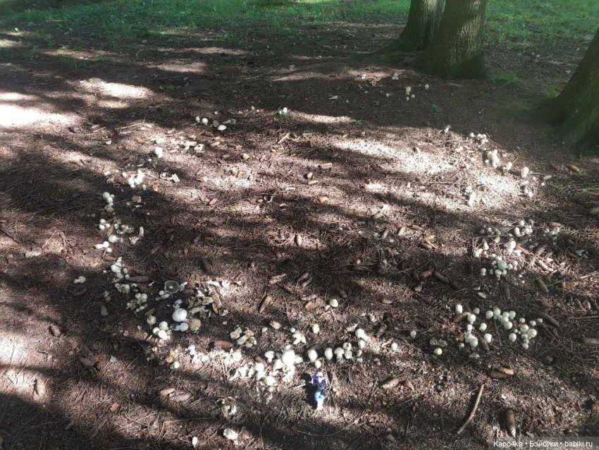 Инопланетянин в Гатчине — Домашние фото авторских кукол: личные коллекции