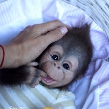 Гарик-удивительный малыш!  Обезьянка реборн Даши Костенко