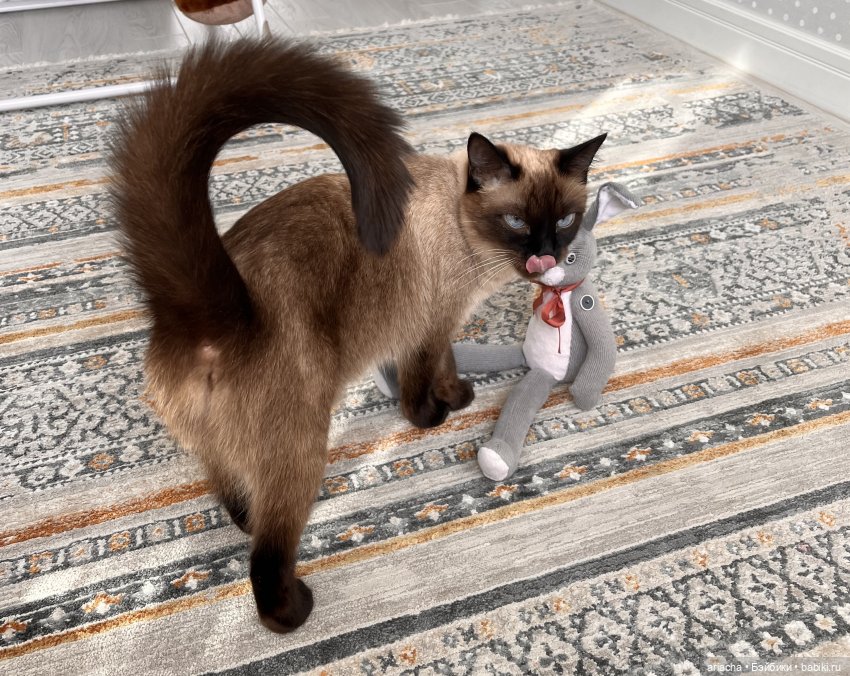 «Кролик всей моей жизни» или «Идеальный заяц: миф или реальность». Часть III. Легким движением руки Кролик превращается